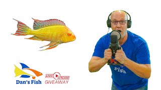 Ep 322 Albino Red Head Tapajos Geophagus GIVEAWAY [upl. by Adrial434]