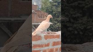 Shok kro dosto jarad ka 😱🥵pigeon kabutarbazzi bird shortsfeed shortsviral shorts short [upl. by Loseff]