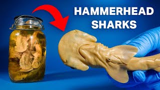 Opening a Jar of Hammerhead Sharks [upl. by Aloap545]