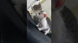 Kittens First Steps Outside  Guided by Mom kitten [upl. by Inaja]