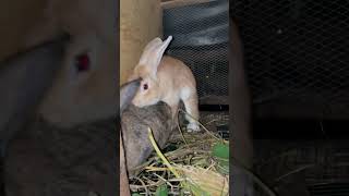 Mating youtubeshorts animals bunny rabbit shorts farming [upl. by Anuahs]