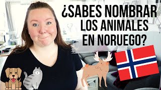 APRENDE NORUEGO  LOS ANIMALES ScandiFreckles [upl. by Onitnerolf]