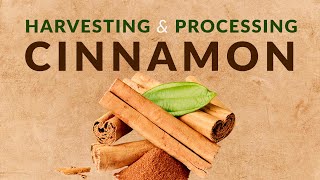 Harvesting and Processing of Cinnamon [upl. by Osugi]