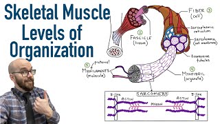 Skeletal Muscle Levels of Organization  Filament Basics [upl. by Aznola]