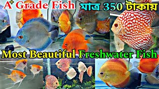 ডিসকাস মাছের সেরা ঠিকানা 🐠 Aquarium Fish Shop Rishra  Imported Discus Fish Price [upl. by Genie]