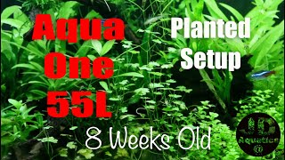 Aqua One Aspire 55L  Ep3 Planted ᴴᴰ Aquascape No Ferts No co2 8 Weeks Old [upl. by Naved]