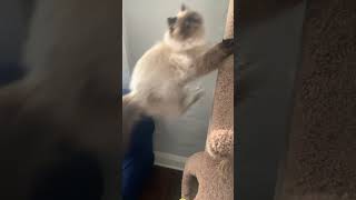 Kilala Up and Down kitten catplaying cats cat cattree funny [upl. by Iline]