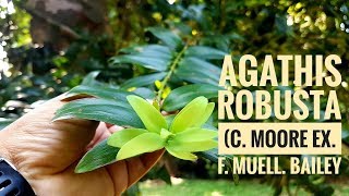 Agathis robusta CMoore ex FMuell FMBailey [upl. by Ahsieyn276]