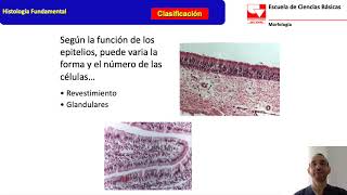 Histología Epitelios Glandulares [upl. by Altis]