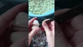 Peeling process of garlic good tools can improve work efficiency [upl. by Jayme837]