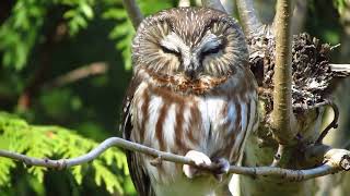 Northern saw whet owl [upl. by Misa]