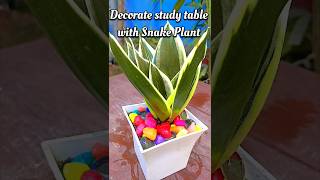 Snake Plant Grow In Mini Pots snakeplant indoorplants plants [upl. by Divod625]