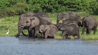 Chobe River National Park Botswana [upl. by Aenil670]