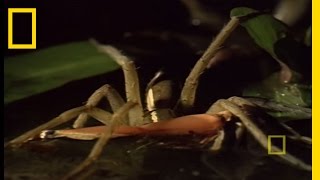 Fishing Spider Eats Frogs  National Geographic [upl. by Colvert433]