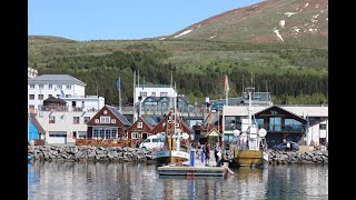 Húsavík Iceland Whale Watching [upl. by Heer]