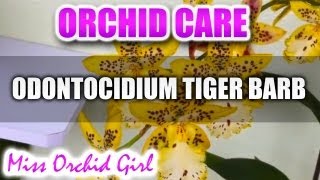 Orchid Care  Odontocidium Tiger Barb [upl. by Sela]