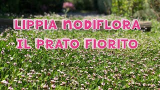 Il Prato fiorito di Lippia nodiflora a bassa manutenzione [upl. by Neddy]