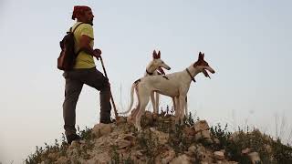 PODENCOS CAZANDO A DIENTE [upl. by Rech]