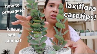 KALANCHOE LAXIFLORA PROPAGATION  Caretips In Lowland [upl. by Whale]