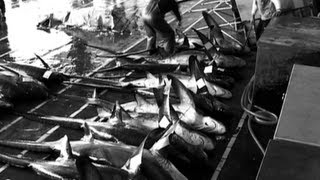 100 million sharks are killed every year for shark fin soup [upl. by Aniraad31]