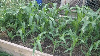 Preparing A Garden Bed For Corn [upl. by Marsh]