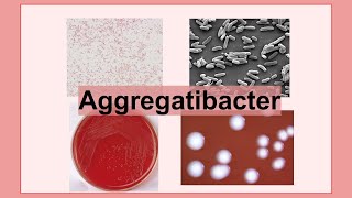 Aggregatibacter [upl. by Berga]