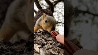 Speed running breakfast with Squirrel Baby BG animals friends reels feed cute games play new [upl. by Emily820]