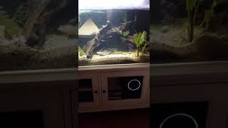 The most amazing softshell turtle tank setup [upl. by Wadell]