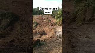 Hasil replanting kelapasawit dengan cara chipping kelapasawit sawit bibitunggul replanting [upl. by Malvia]