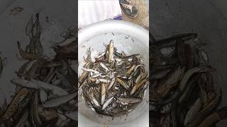 Catching fish rever fishing fishinglife fish villagefishing amazingfishing [upl. by Nehr]