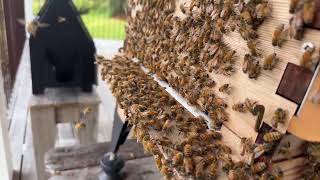 Beginner beekeeping brood inspection [upl. by Adalia]