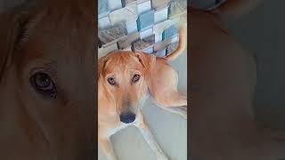 Dog funny comedy intertainment shortvideo viralshorts [upl. by Eva]