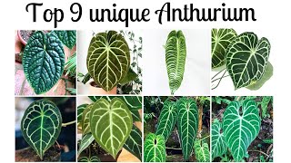 Anthurium 9 unique indoorplants with strange shapes [upl. by Secor883]