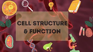 Cell Structure and Function Basics The Science of Life Explained [upl. by Cerallua]