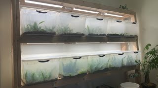 Propagate Aquarium Plants Emersed Shorts [upl. by Livesay]