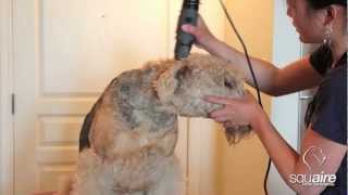 Airedale Grooming  Clipping 26  Rough Clip of the Head [upl. by Aleetha]