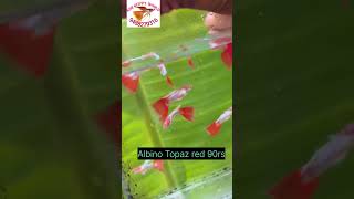 ASR GUPPY WORLD ALBINO TOPAZ RED GUPPY GUPPY LOVER shorts [upl. by Roderich383]