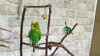 Cheerful budgerigar plays and talks with his favorite swing [upl. by Furgeson6]