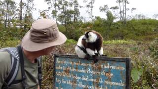 Madagascar 2012 Pt I  Ghosts of the Forest [upl. by Rosinski]