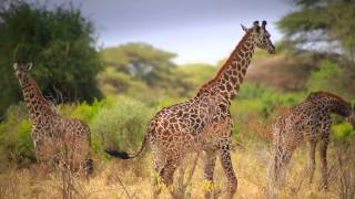 Tanzania Tourism Unforgettable Tanzania [upl. by Ahsirt]