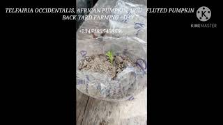 TELFAIRIA OCCIDENTALIS UGU FLUTED PUMPKIN AFRICAN PUMPKIN SEEDLING  DAY 7  BACKYARD FARMING [upl. by Annaynek410]