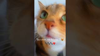 chat drôle et intelligentepetit miaulementcat cute funny shortvideos shortsyoutube 😻❤️ [upl. by Freytag]