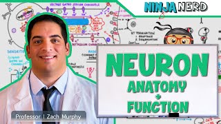 Neurology  Neuron Anatomy amp Function [upl. by Ahsanat]