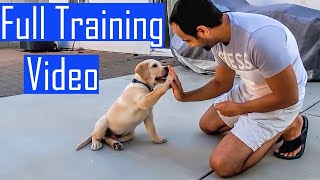 Labrador Puppy Learning and Performing Training Commands  Dog Showing All Training Skills [upl. by Nitnelav]