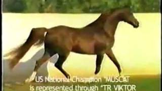 Muscat Nariadni son of Nabeg and sire of TR Viktor magic arabian stallions [upl. by Zelikow]