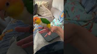 And he’s lost it birds caiques parrot pets funny cute hormonal crazy birb [upl. by Mayor]