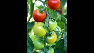 syngenta new tomato varieties tomato tomatoes vegetables vegetablesfarming shorts [upl. by Silvan]