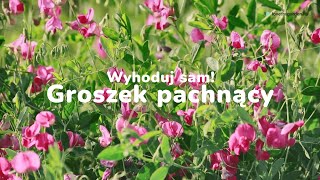 Wyhoduj sam Groszek pachnący [upl. by Onibas277]