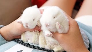 Baby Bunnies Cant Stay Awake [upl. by Mackie654]