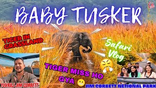 TIGER GRASSLAND MAIN GAYAB HO GYA 😵‍💫 BABY TUSKER SIGHTING yuvrajjimcorbett [upl. by Tiny]